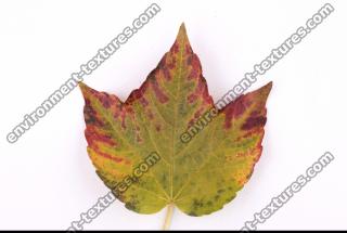 Photo Texture of Leaf 0050